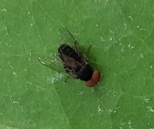 Lindneromyia dorsalis
